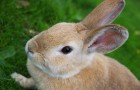 Заболевания кроликов – Инфекционный ринит