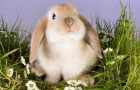 Заболевания кроликов – Листериоз