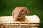 Заболевания кроликов – Миксоматоз