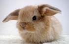 Заболевания кроликов – Пассалуроз