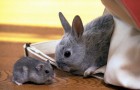 Заболевания кроликов – Стафилококкоз