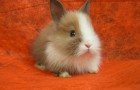 Заболевания кроликов – Везикулярный стоматит