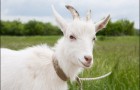 Заразные заболевания коз – Инфекционная плевропневмония