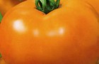 Сорт томата: Золотая андромеда f1