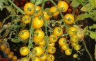 Сорт томата: Золотая бусинка f1