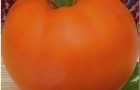 Сорт томата: Золотая теща f1