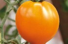 Сорт томата: Золотое сердце