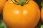 Сорт томата: Золотой ожаровский