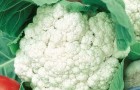 Сорт капусты цветной: Алебастр f1