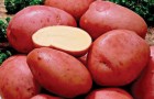 Сорт картофеля: Алена