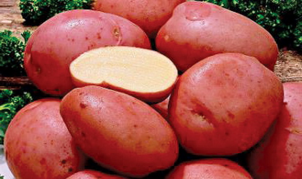 Сорт картофеля: Алена