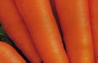 Сорт моркови: Алтаир f1