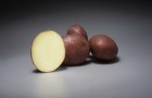 Сорт картофеля: Альвара