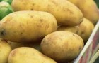 Сорт картофеля: Айл оф джура