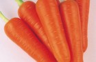 Сорт моркови: Базель f1
