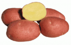 Сорт картофеля: Беллароза
