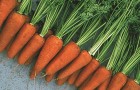 Сорт моркови: Болеро f1