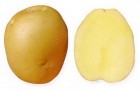 Сорт картофеля: Брянский деликатес