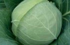 Сорт капусты белокочанной: Чекмейт f1