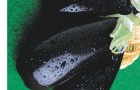 Сорт баклажана: Черный красавец