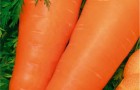 Сорт моркови: Даяна