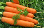Сорт моркови: Долянка