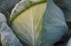 Сорт капусты белокочанной: Доминанта f1