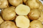 Сорт картофеля: Донецкий