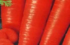 Сорт моркови: Дуняша