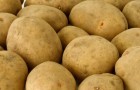 Сорт картофеля: Европрима