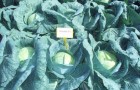 Сорт капусты белокочанной: Газель f1