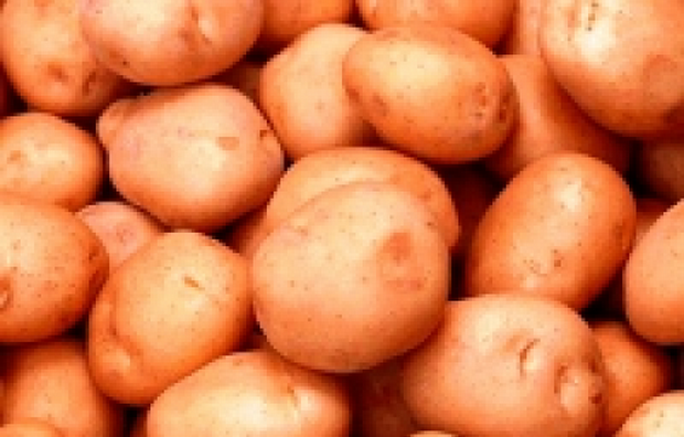 Сорт картофеля: Холмогорский