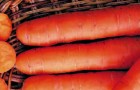 Сорт моркови: Хруста