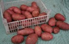 Сорт картофеля: Инноватор