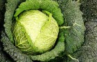 Сорт капусты белокочанной: Кандела f1