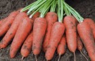 Сорт моркови: Карини