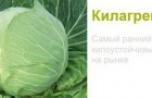 Сорт капусты белокочанной: Килагерб f1