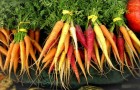 Сорт моркови: Колорит f1