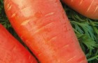 Сорт моркови: Кордоба f1