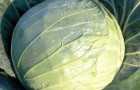 Сорт капусты белокочанной: Козак f1
