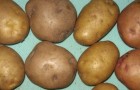 Сорт картофеля: Крепыш