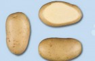Сорт картофеля: Леди олимпия