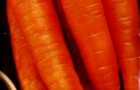 Сорт моркови: Лонге роте