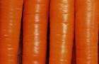 Сорт моркови: Марлинка