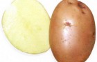 Сорт картофеля: Накра