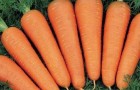 Сорт моркови: Нантейска