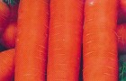 Сорт моркови: Нантик резистафлай f1
