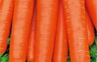 Сорт моркови: Нантская красная