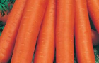 Сорт моркови: Навал f1