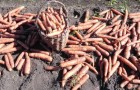 Сорт моркови: Наярит f1